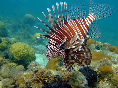 10 Most Scariest Looking Fishes in The World .